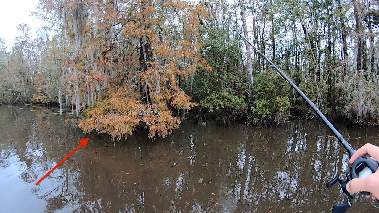 There's a reason THIS cypress tree produced