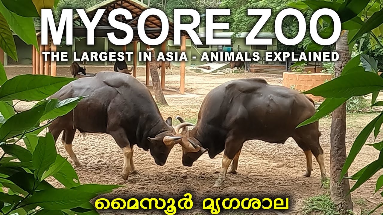 MYSORE ZOO l WALKING TOUR l largest in Asia l Animals Explained l നിങ്ങൾ അറിയാത്ത മൃഗങ്ങളുടെ വിവരണം