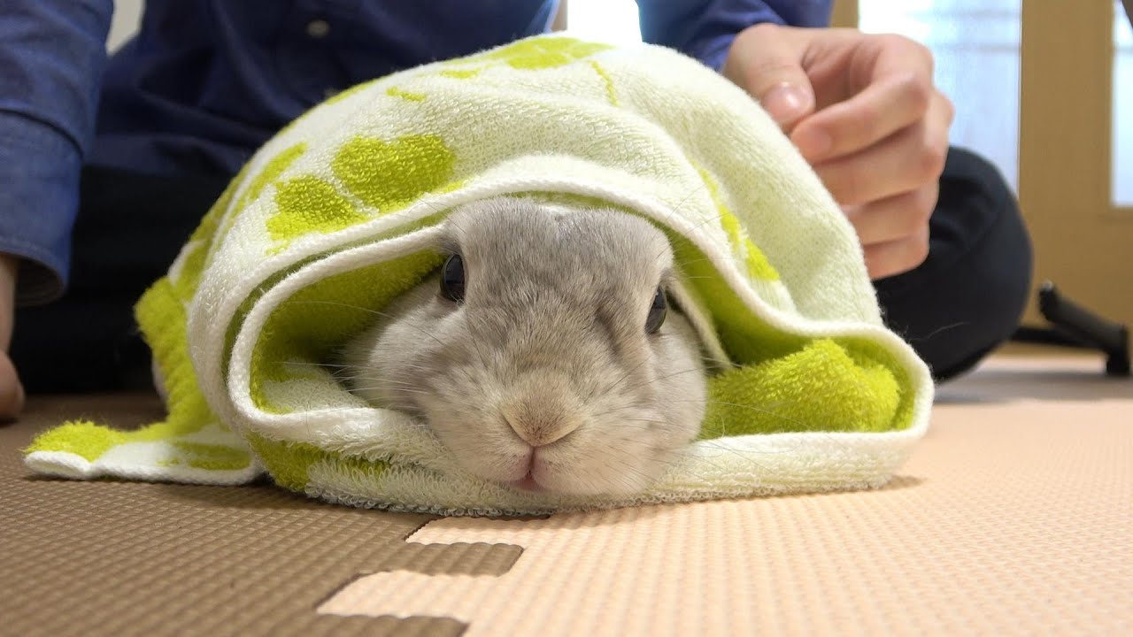 抵抗するのをあきらめたうさぎさんはこんな感じ【爪切り】