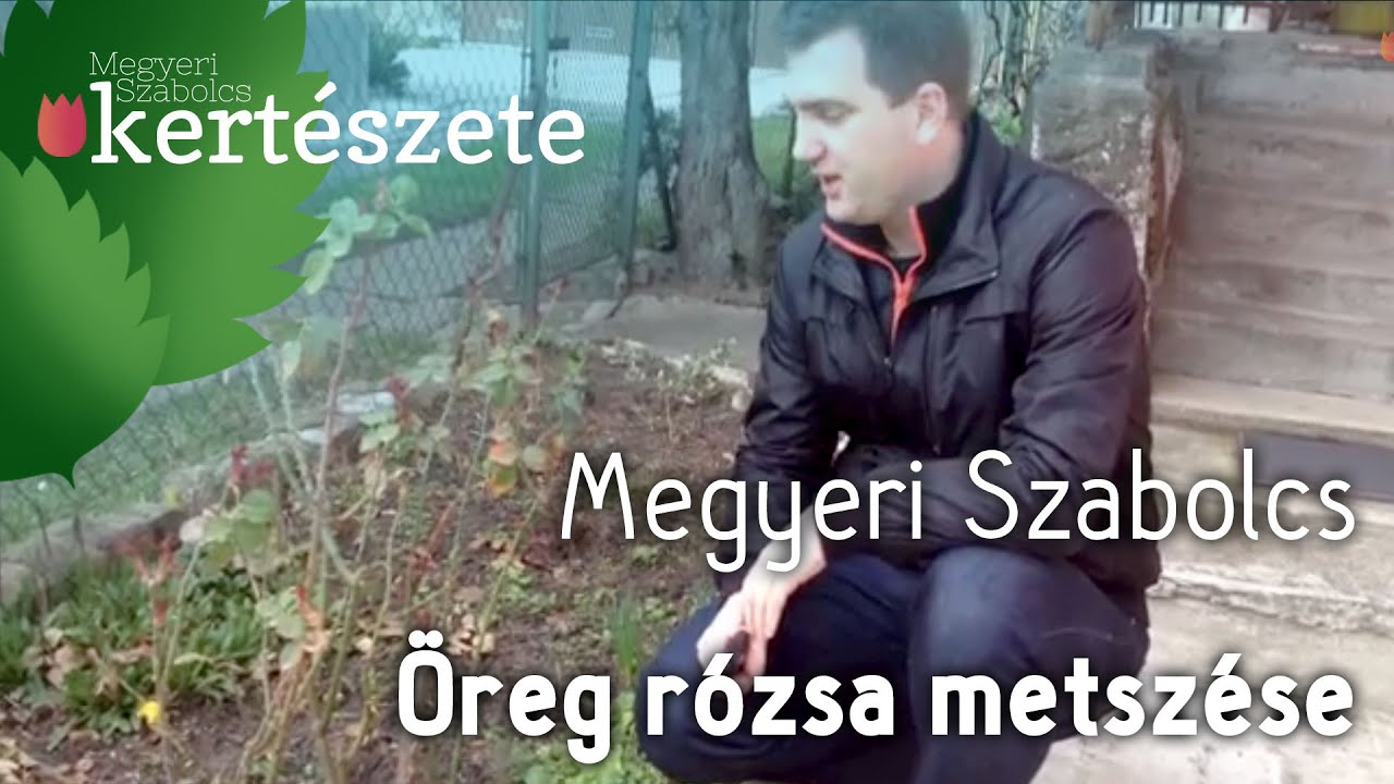 Öreg rózsa metszése -- Megyeri Szabolcs kertészmérnök -- Vendégségben Margit néni kertjében