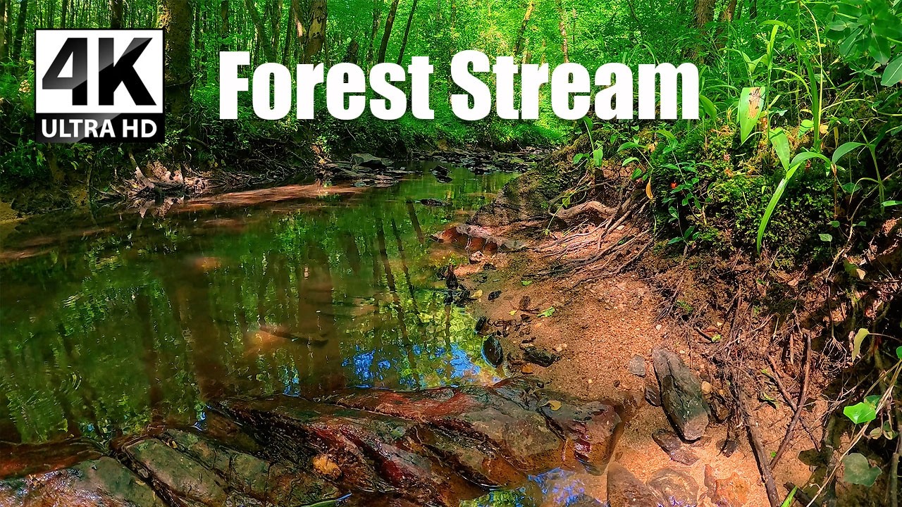 Peaceful Stream in the Forest | Deep Calm Nature Sounds