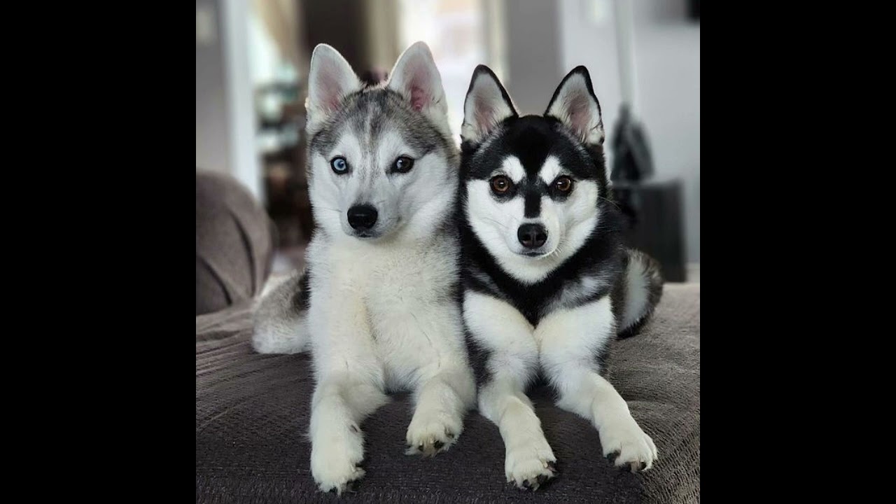 Klee Kai de Alaska La Raza Ideal para Amantes de los Huskies Pequeños