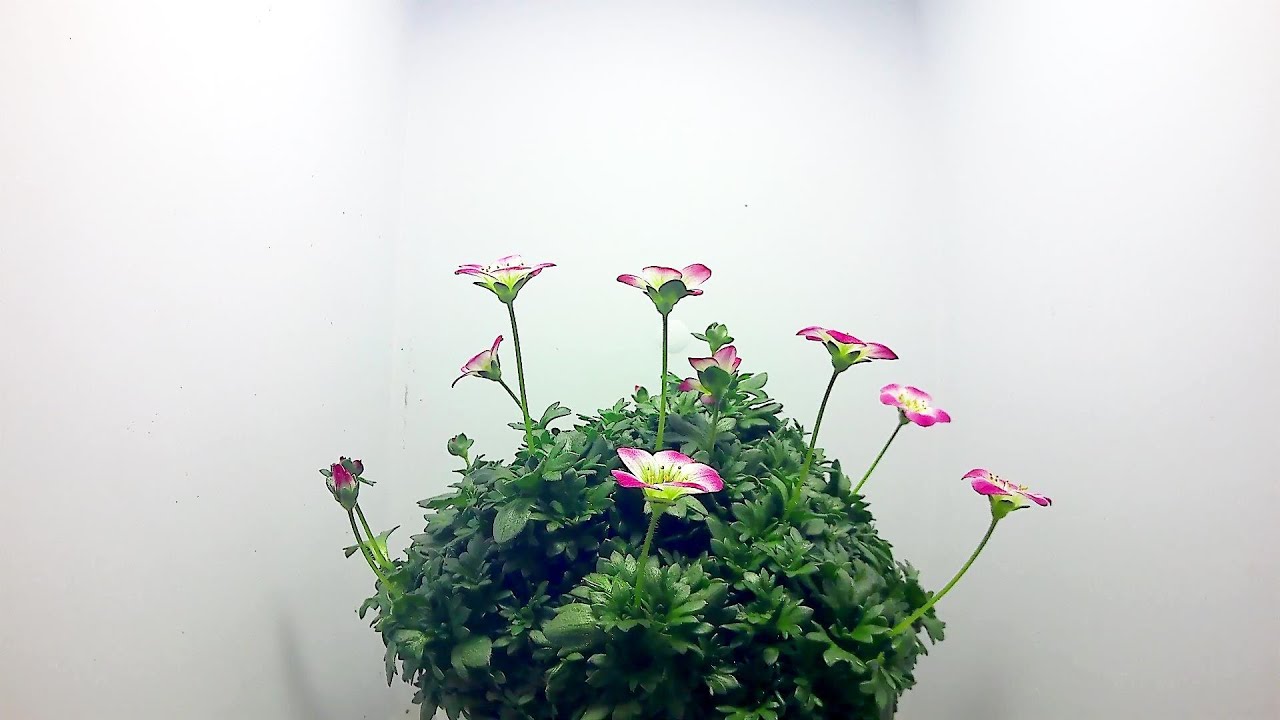 【雲間草】クモマグサの開花（花の開花＃576）/ Flowering Saxifraga rosacea (Timelapse)
