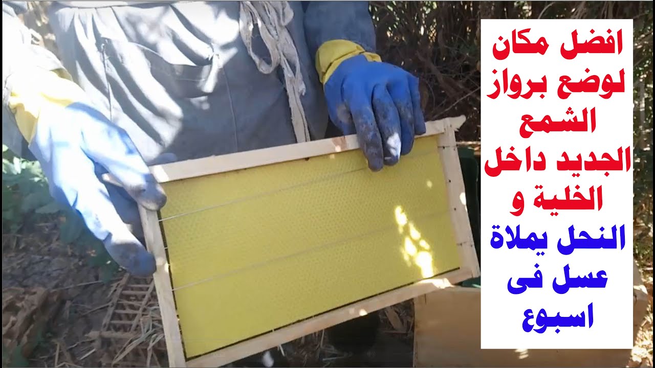 افضل مكان لوضع برواز الشمع الجديد داخل الخلية و النحل يملاة عسل فى اسبوع