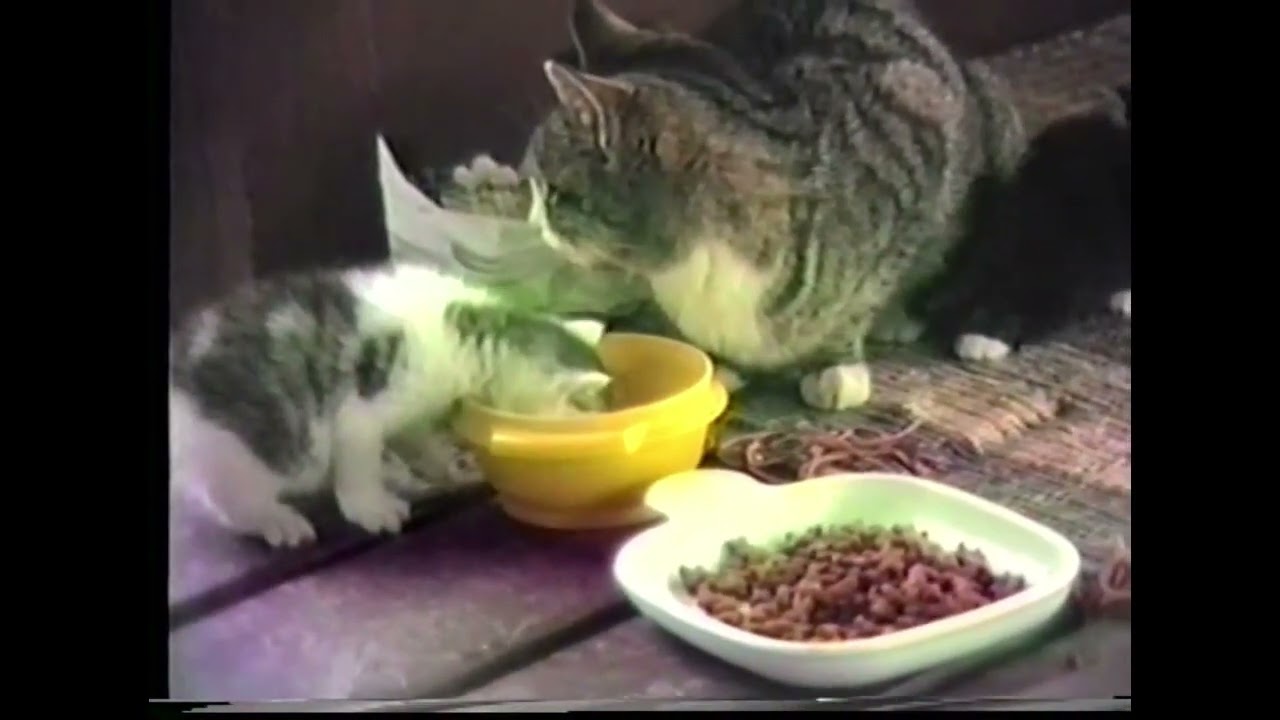 Kittens at Betty's - 1993