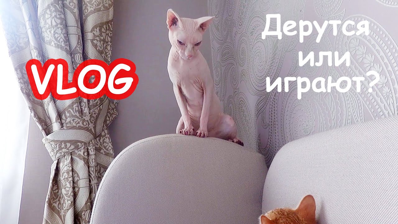 VLOG Коты дерутся. Костя привёз Настю и Алису