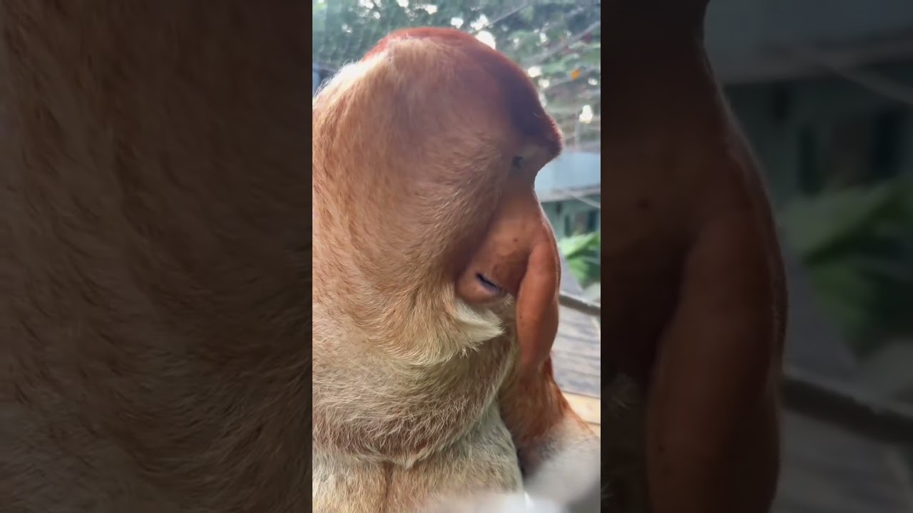 Mischievous Monkey Moments