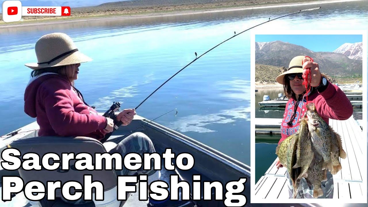 SACRAMENTO PERCH FISHING | CROWLEY LAKE
