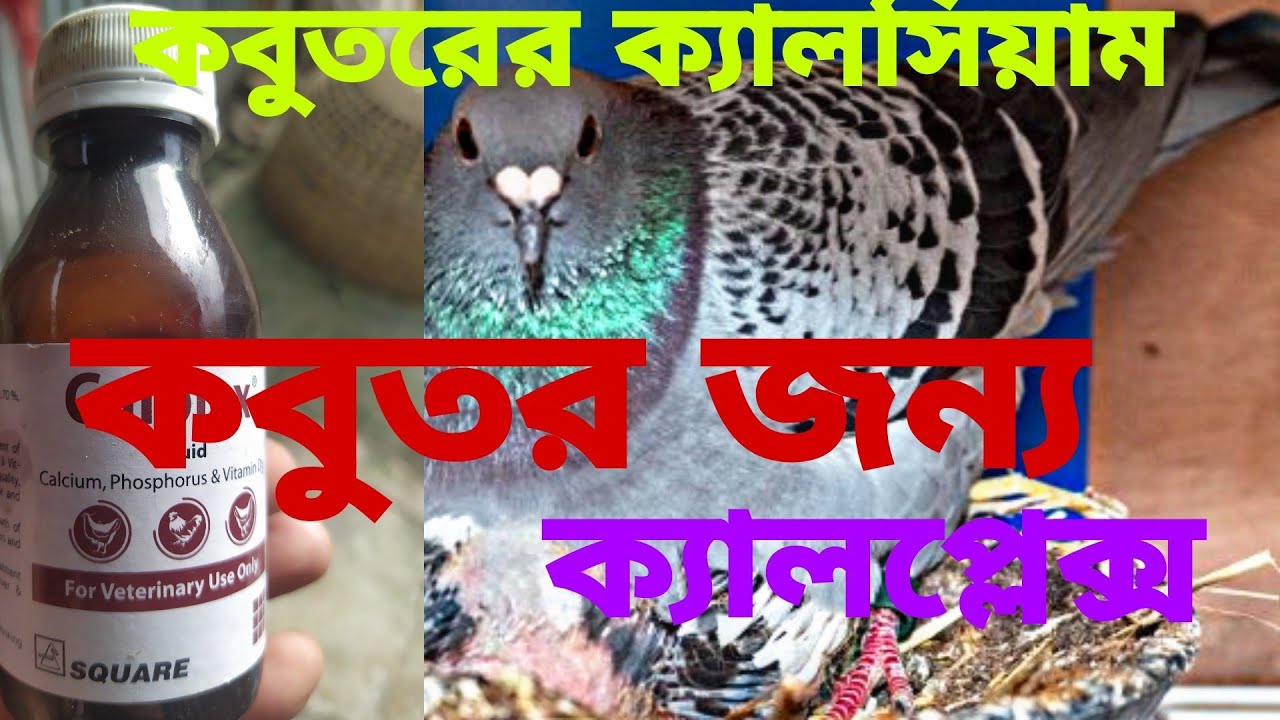 কবুতরের জন্য ক্যালপ্লেক্স বা ক্যালসিয়াম /choncol media/racer/pigeon magura.