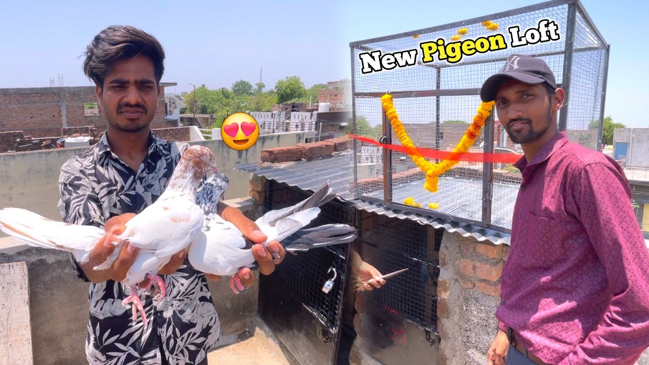 Akshay Bhai Ke Kabootar Ka Shauk🤩