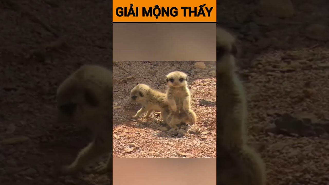 Giải mơ thấy con chồn l&agrave; điềm g&igrave;