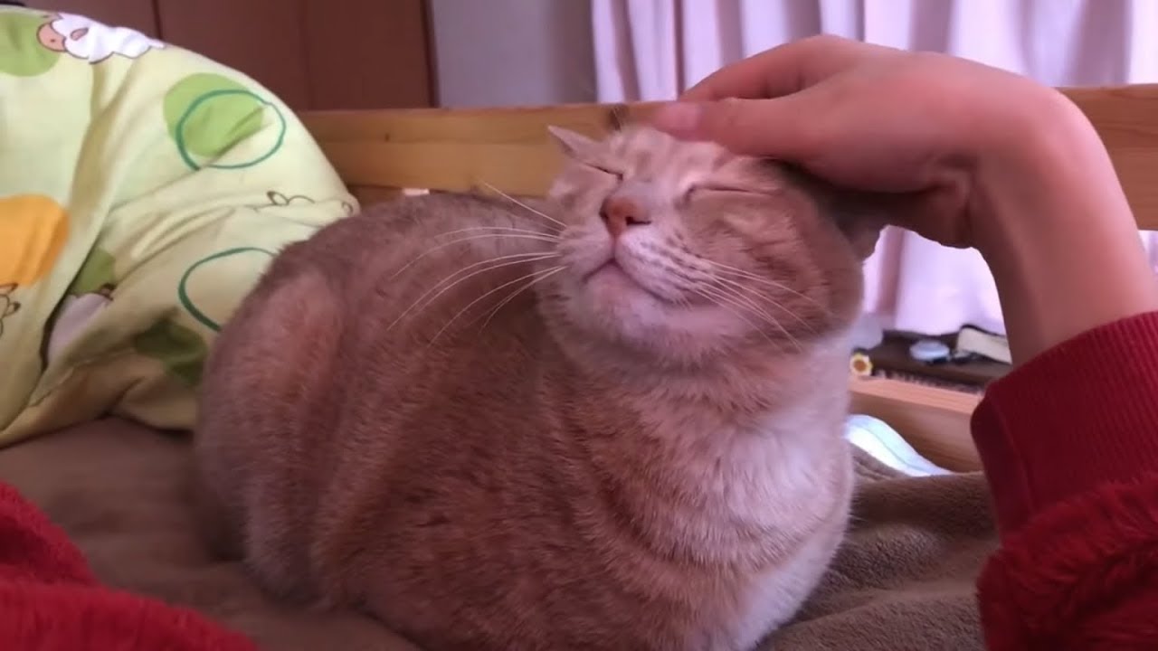 息子と一夜を共にするひのきがかわいい
