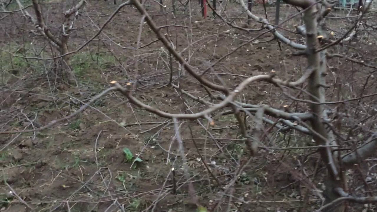 O forma de ''vas turtit''usor de facut la meri