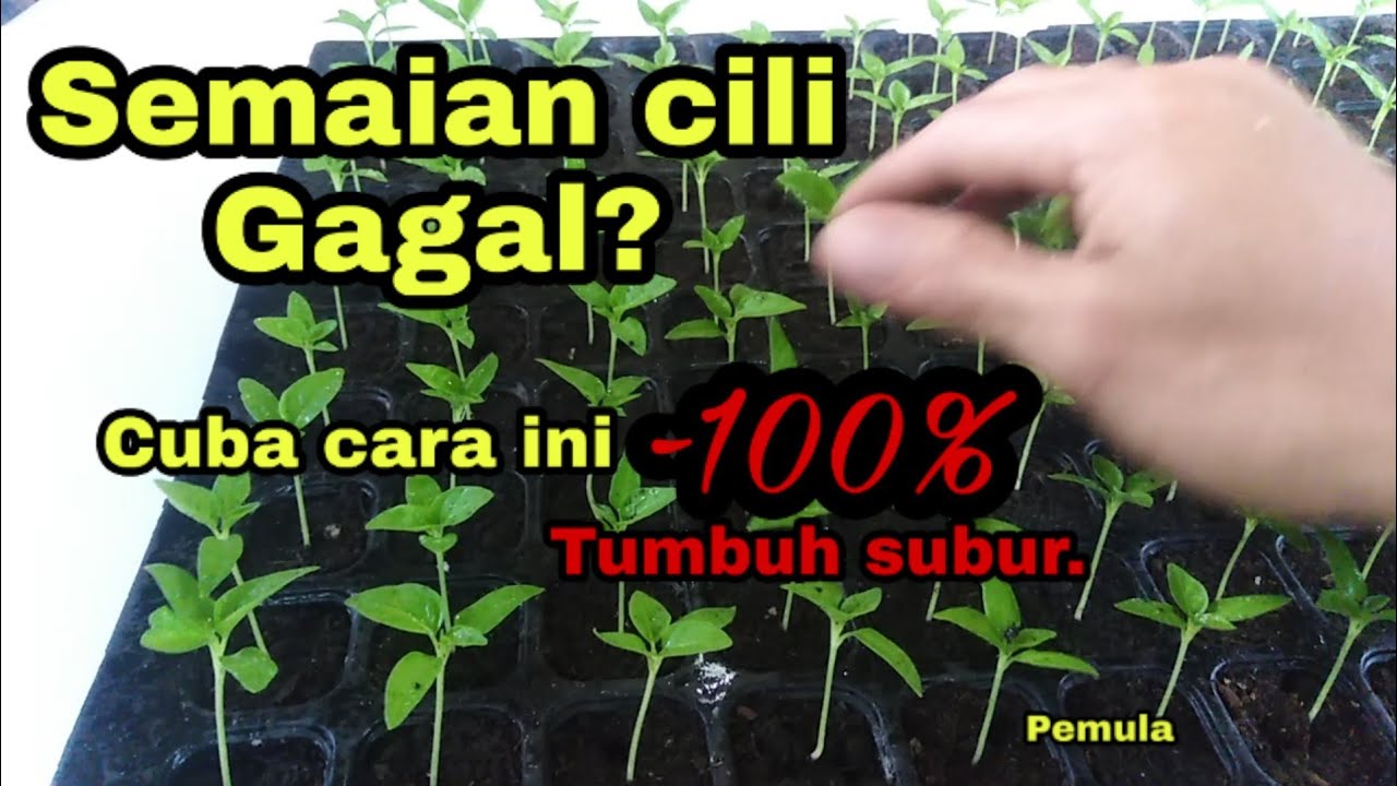 Tanam cili# cara semai biji cili/cabe anti gagal-How to sow chili seeds.