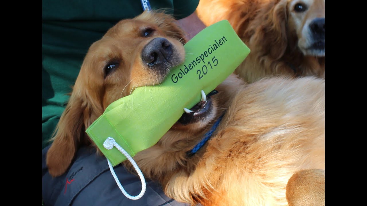 Goldenspecialen 8-9 augusti 2015 Kungsbyn/Västerås