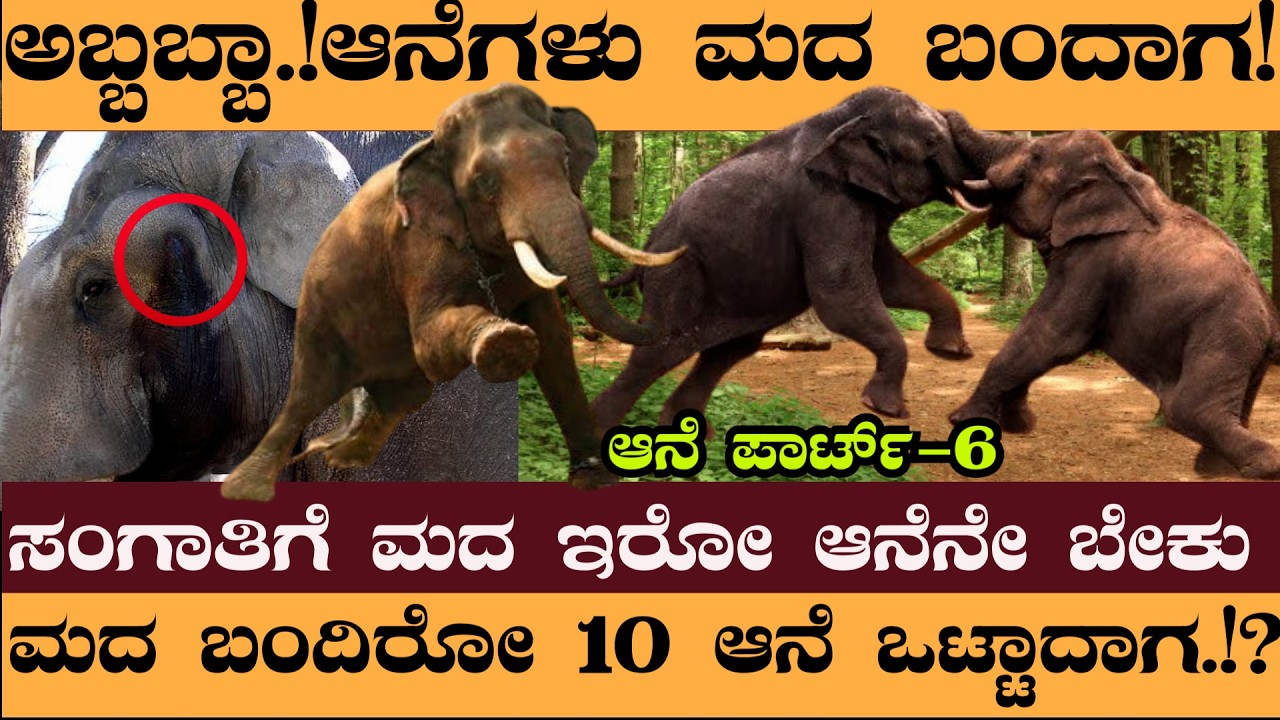 PART 6:-ಅಬ್ಬಬ್ಬಾ.!ಆನೆಗಳು ಮದ ಬಂದಾಗ!ಮದ ಬಂದಿರೋ 10 ಆನೆ ಒಟ್ಟಾದಾಗ.!?- Naveen Rowth