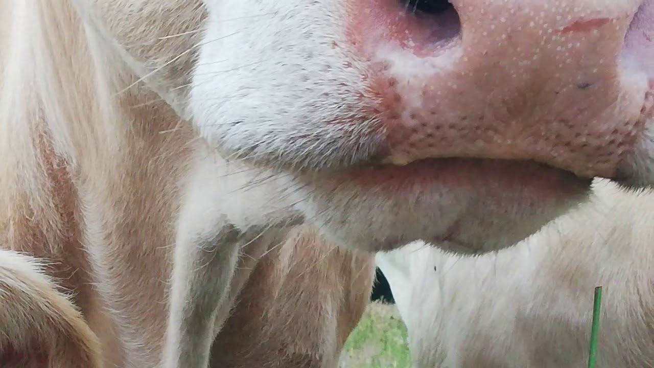 De snuit en de mond van een grazende koe.