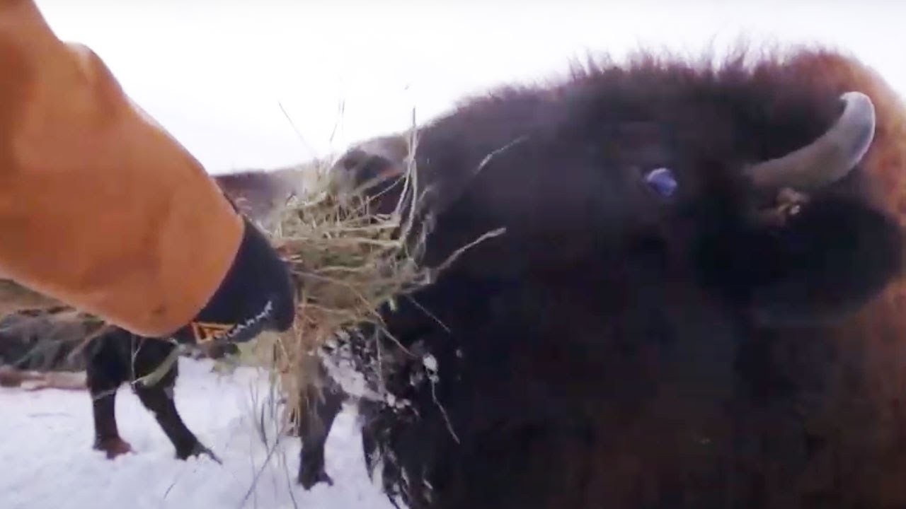 Spending a frigid Wisconsin winter day out with the bison herd.