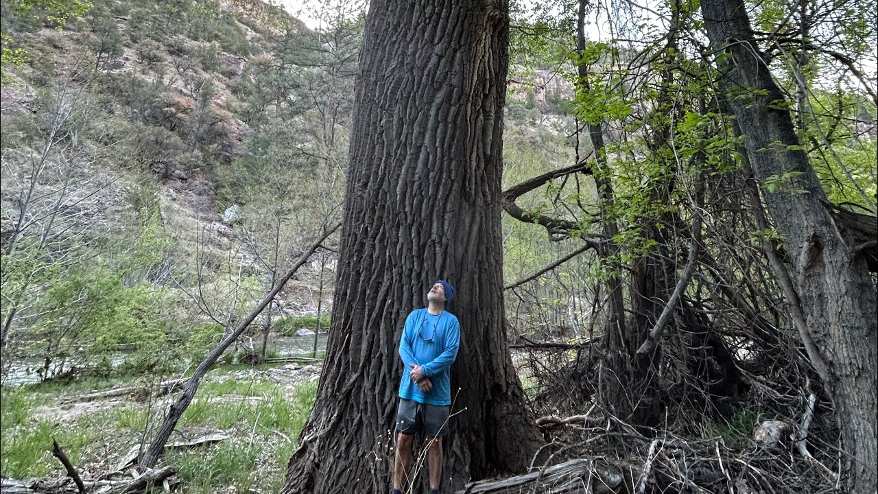 CDT:  Gila Hot Springs to Reserve, NM (middle fork Gila River route)