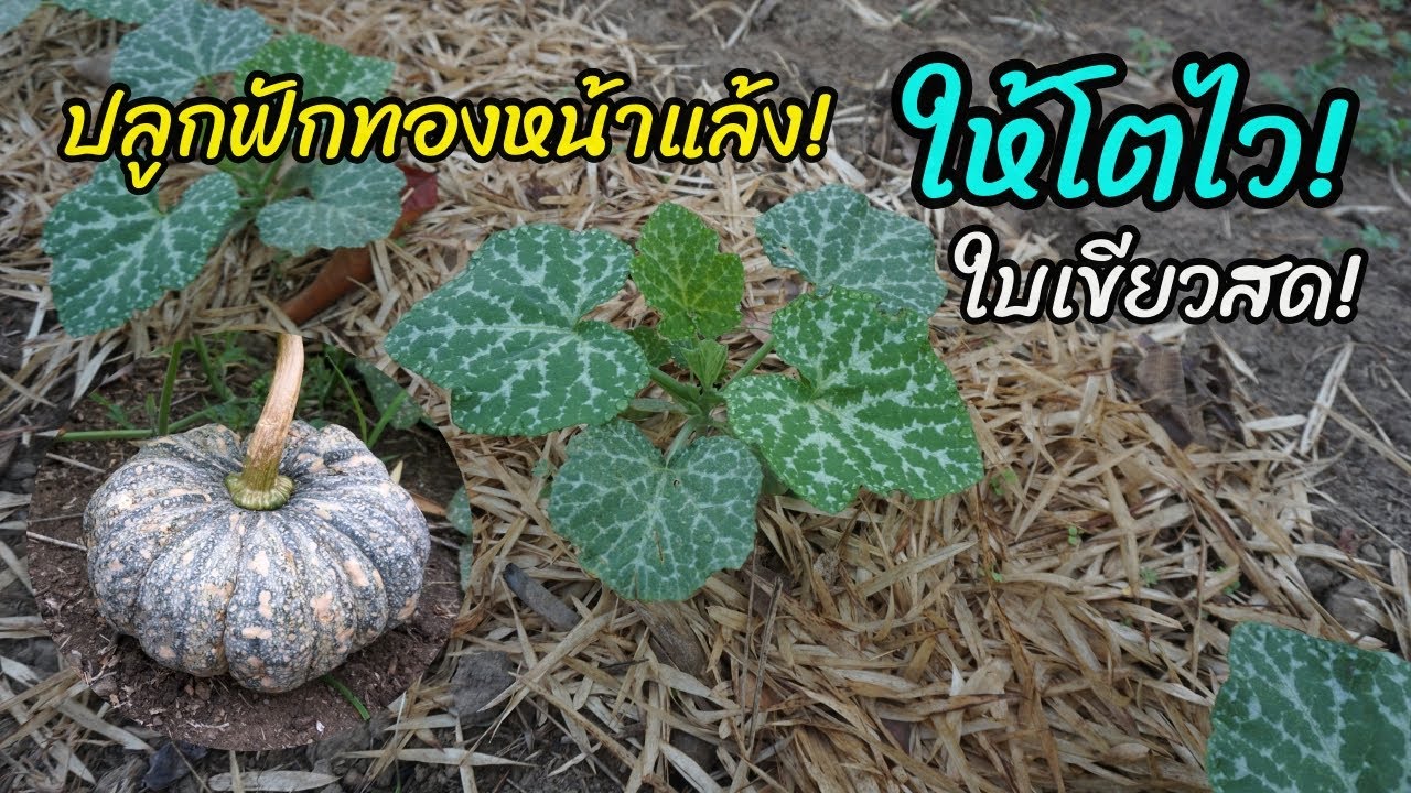 ปลูกฟักทองหน้าแล้ง!  ให้โตไว! ใบเขียวสด!  ไม่ค่อยมีโรคแมลง ทำได้อย่างไร?