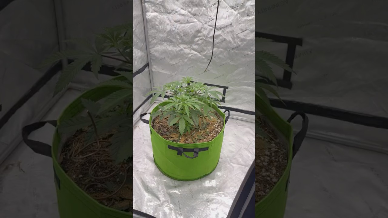 Perpetual grow ⛺️