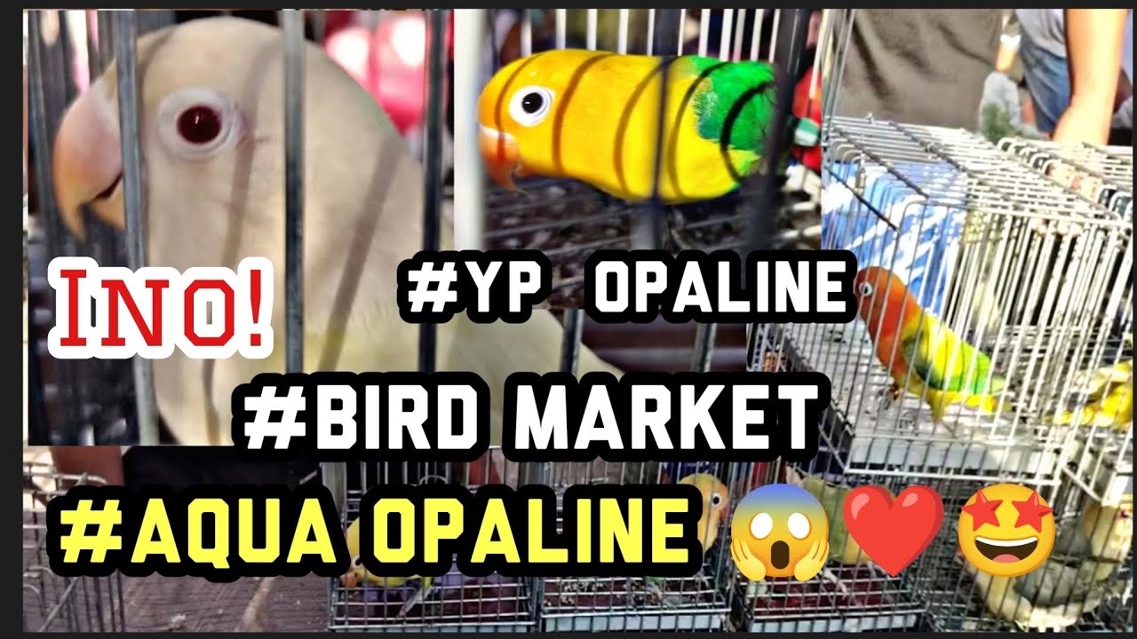 #Bocaue #Bird Market#Aqua opa ino#Yellow face opa 😱👍🦜