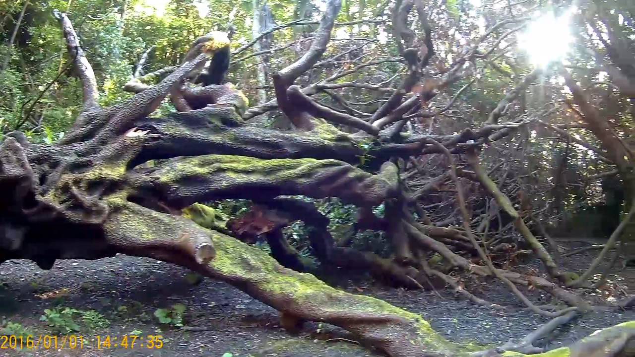 Anglesey Mansion- AUG 16 S0D