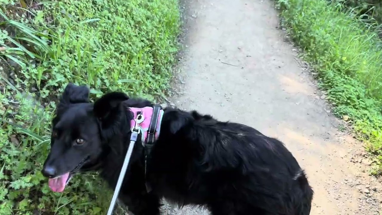 Hiking St. Joseph’s Hill - Los Gatos #bayarea #hikingtrails  