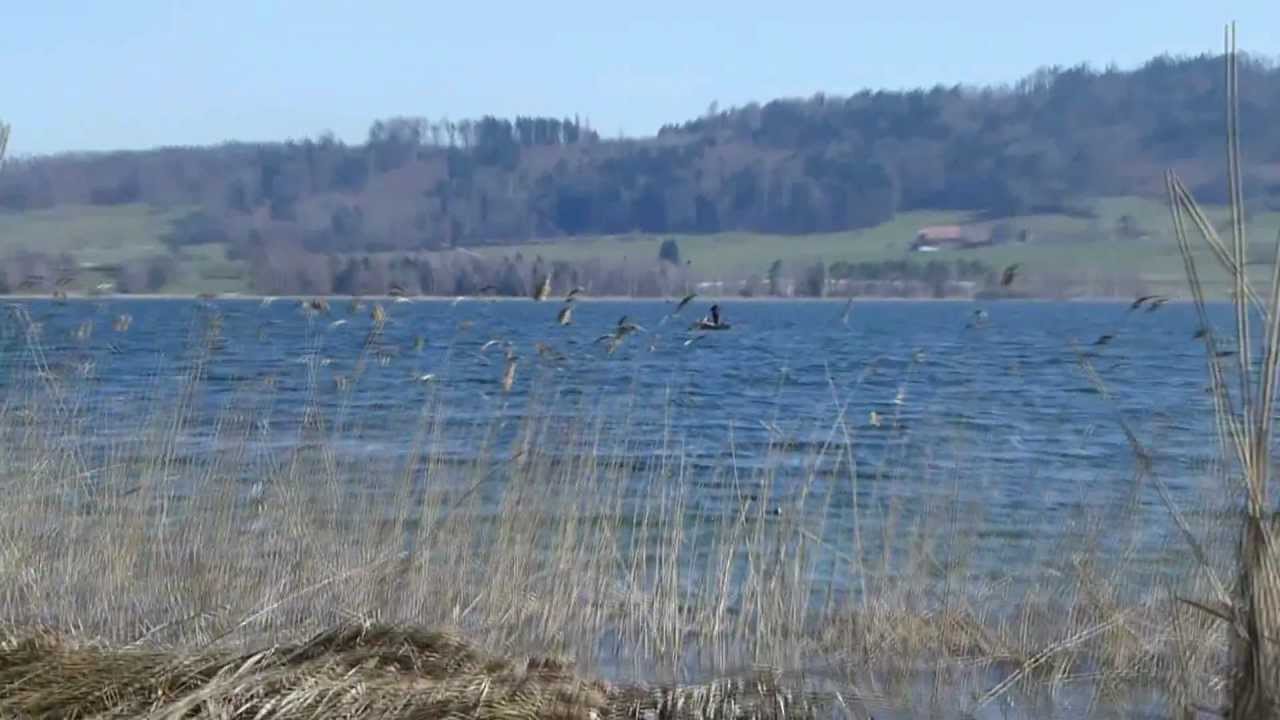 Switzerland  Walk to the Lake of Pfäffikon