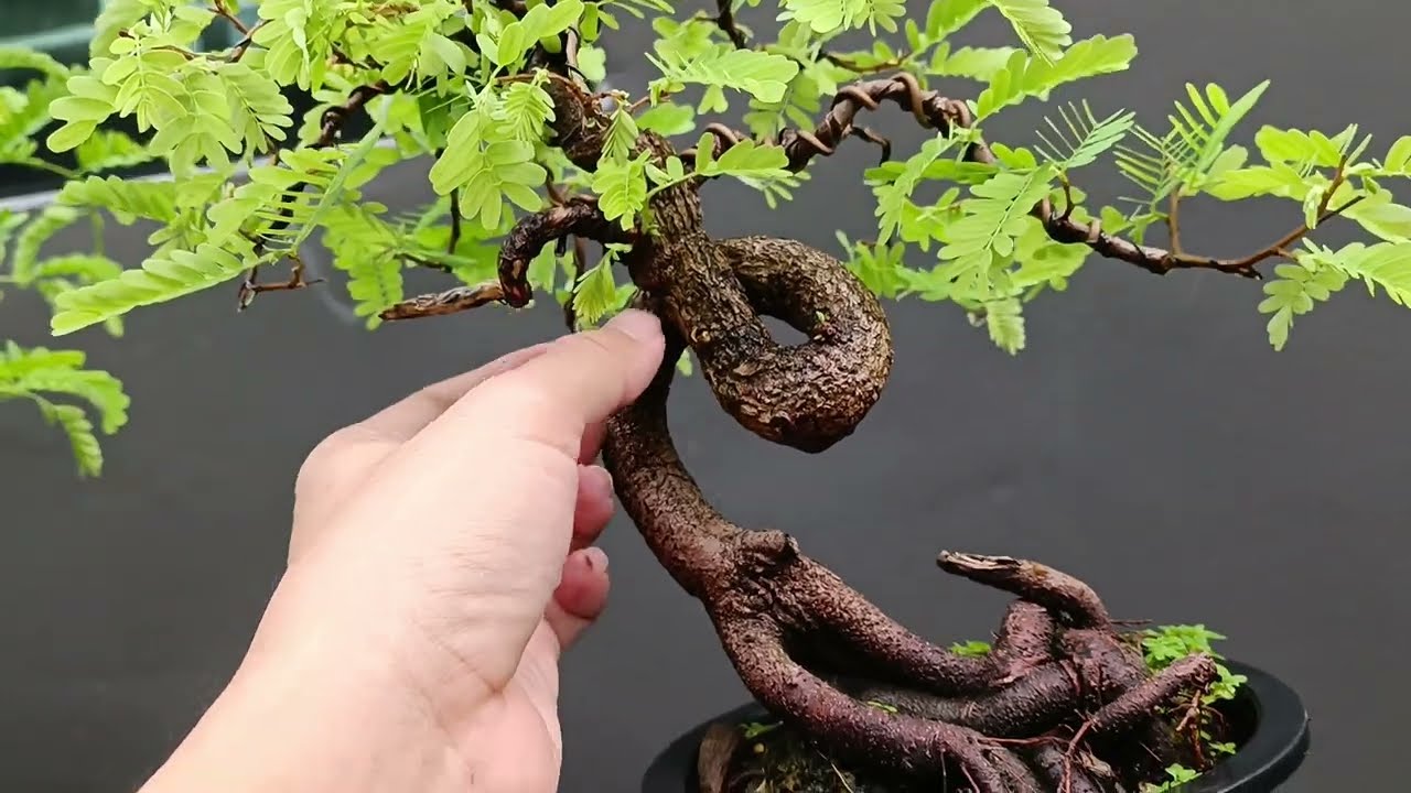 Temarind bonsai 4-5 years from seed in Thailand