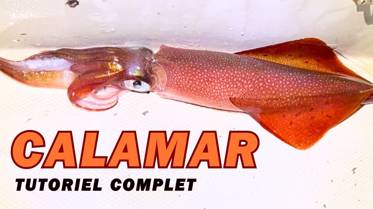 Comment Pêcher le CALAMAR Facilement