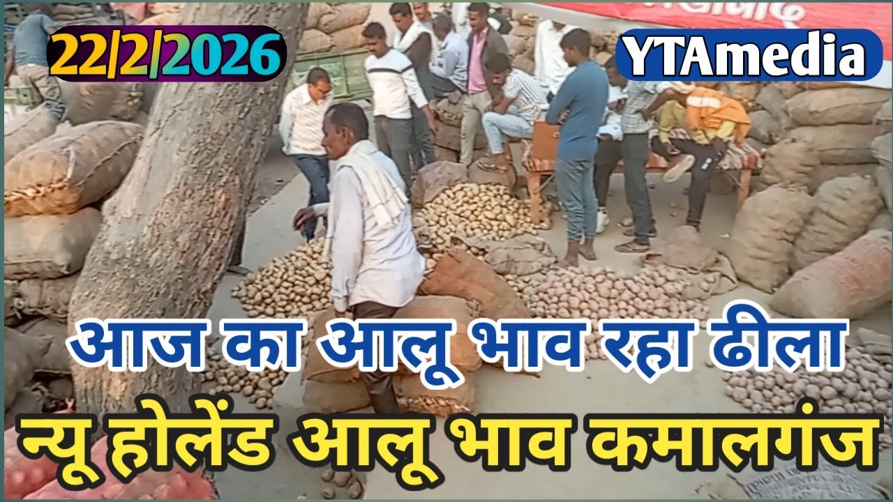 आज का आलू भाव रहा कुछ ढीला | न्यूहालेंड आलू का आज का भाव कमालगंज मंडी | आलू ताजा भाव |ytamedia