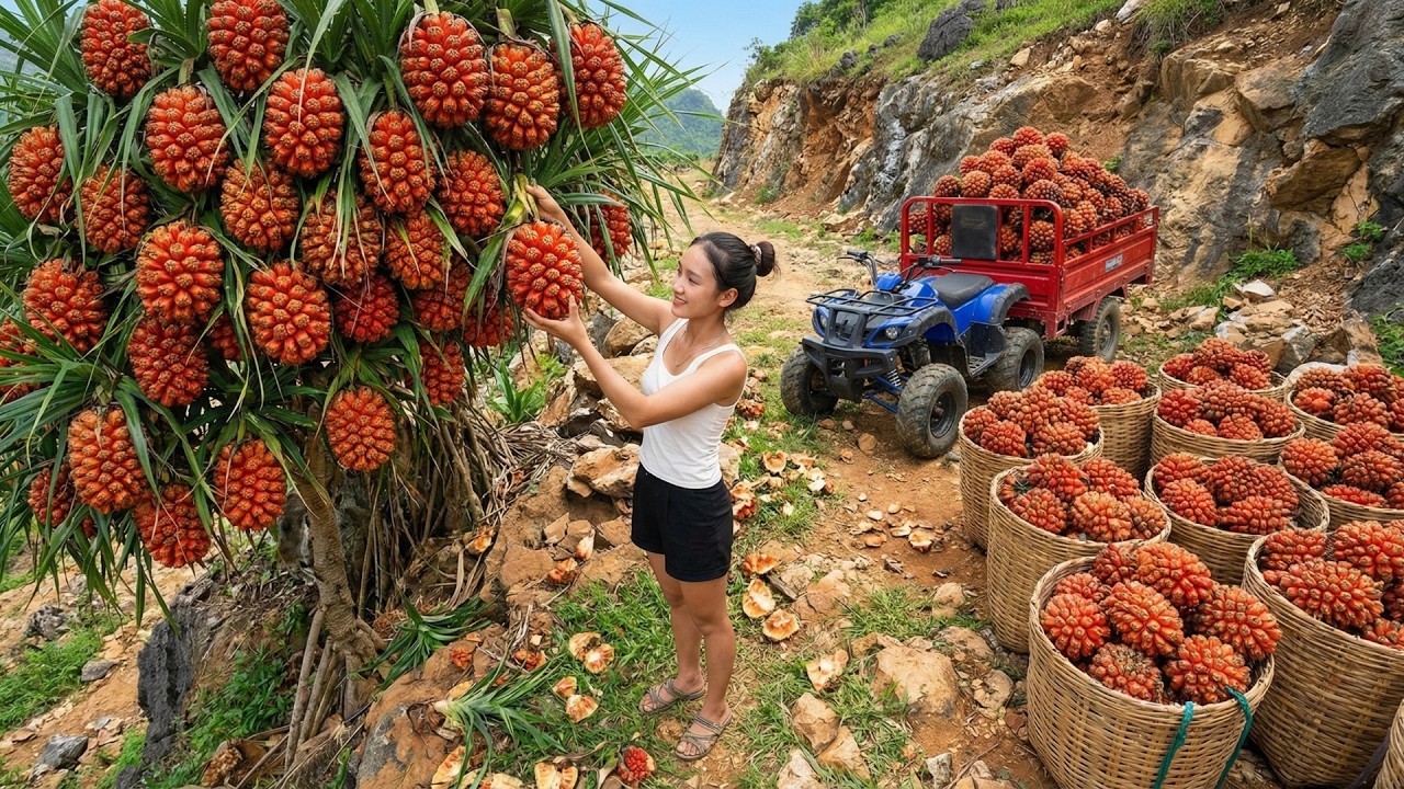 Harvesting 250KG of Giant Wild Pandanus Fruits, Transporting Everything to Market for Sale!