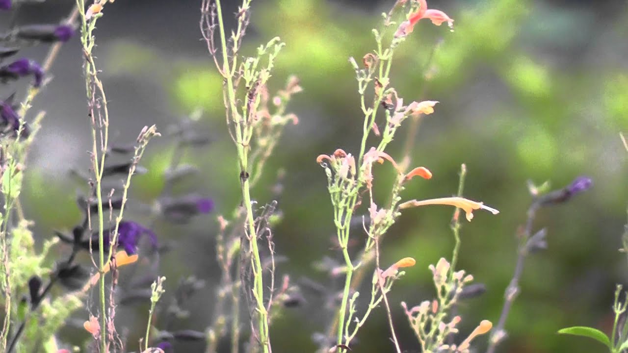 Hummingbird in question