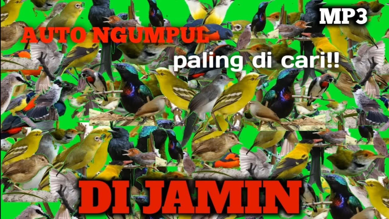 SUARA PIKAT BURUNG KECIL RIBUTT‼️|| PALING AMPUH 100% BERHASIL🔥+SUARA AIR🌊 VOL.4