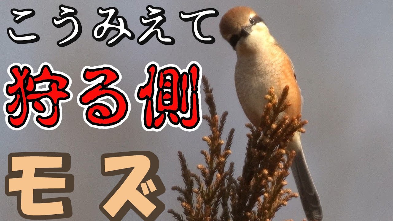 【閲覧注意】速贄(はやにえ)の瞬間？　かわいい顔した捕食者モズ_地鳴き/嘴縁突起/嘴縁欠刻/ペリット/雌雄/若鳥/採餌/百舌/Bull-headed Shrike