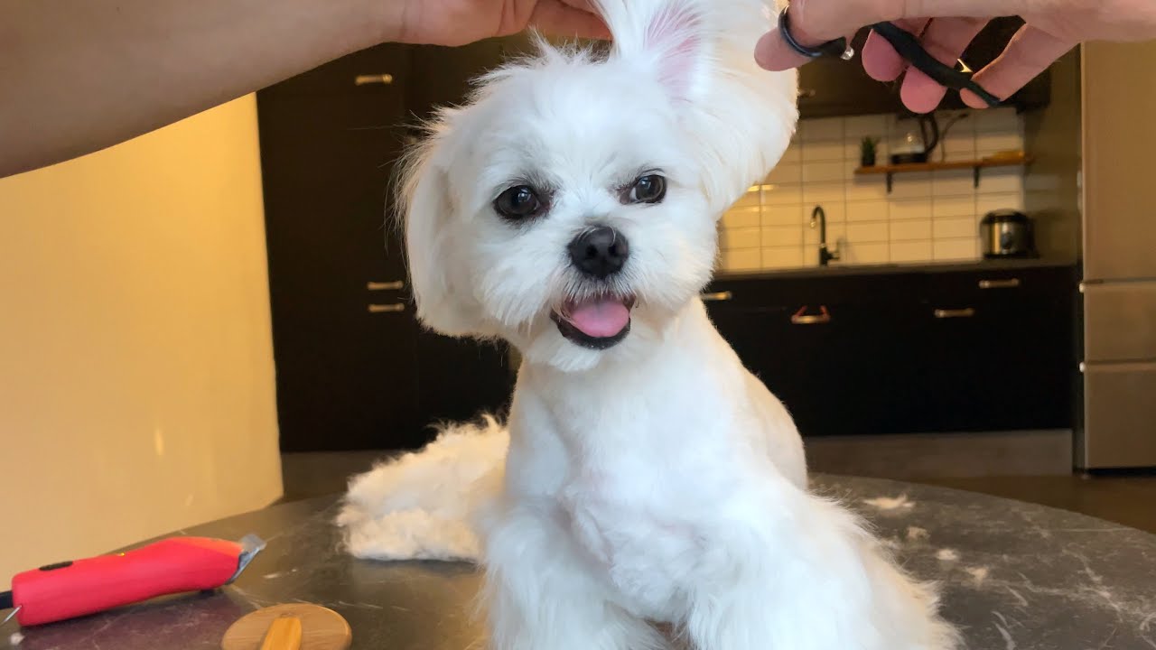 HOW GROOMING A MALTESE DOG AT HOME IS LIKE 🐩