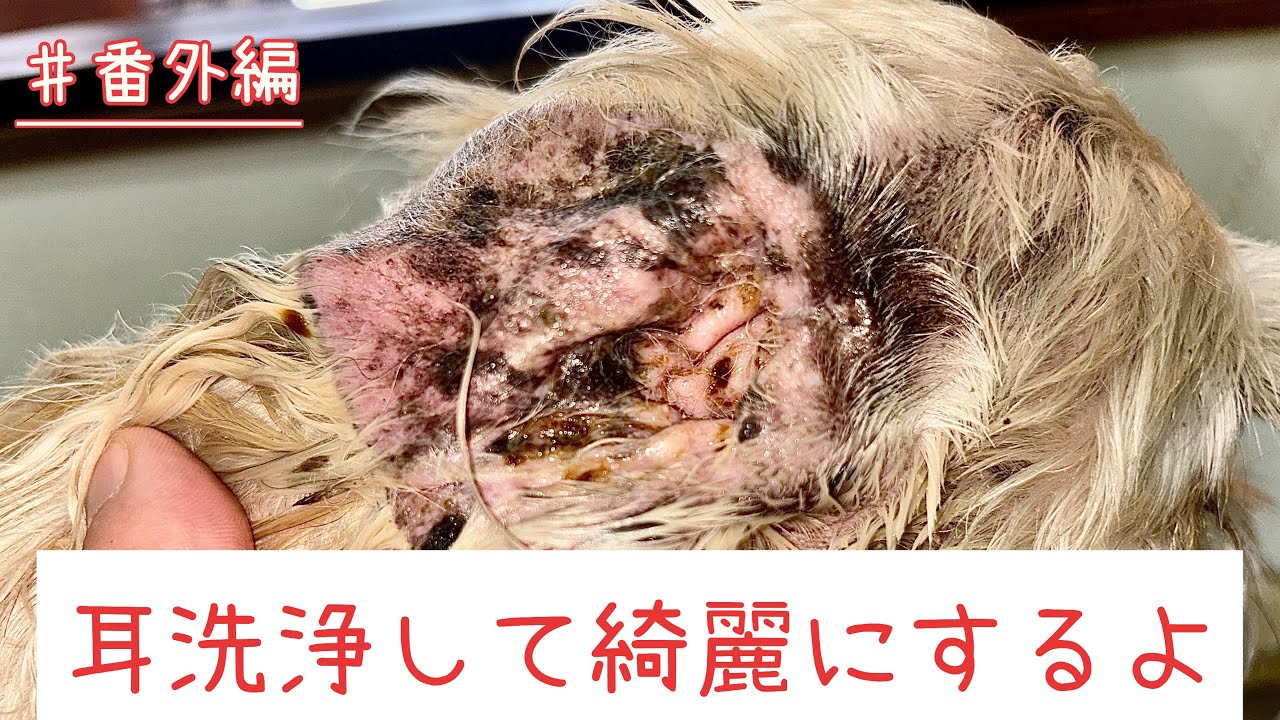【トリマー】♯番外編　耳の洗浄をするよ【犬の美容】