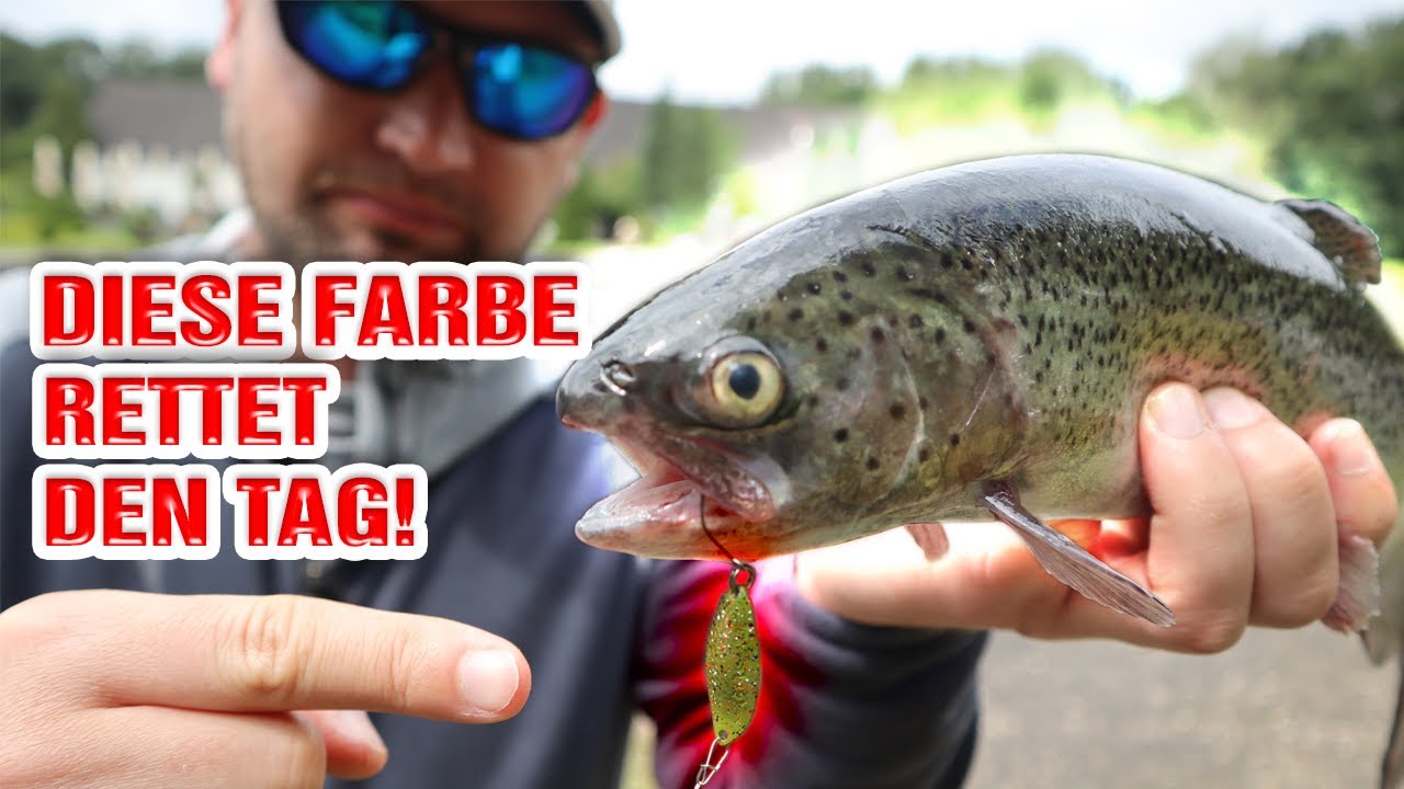 Diese Farbe dreht den TAG | Forellenangeln bei Bienes Angelparadies