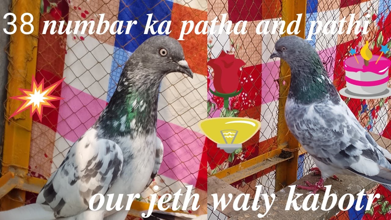 Chat ustad Kashif kharian 