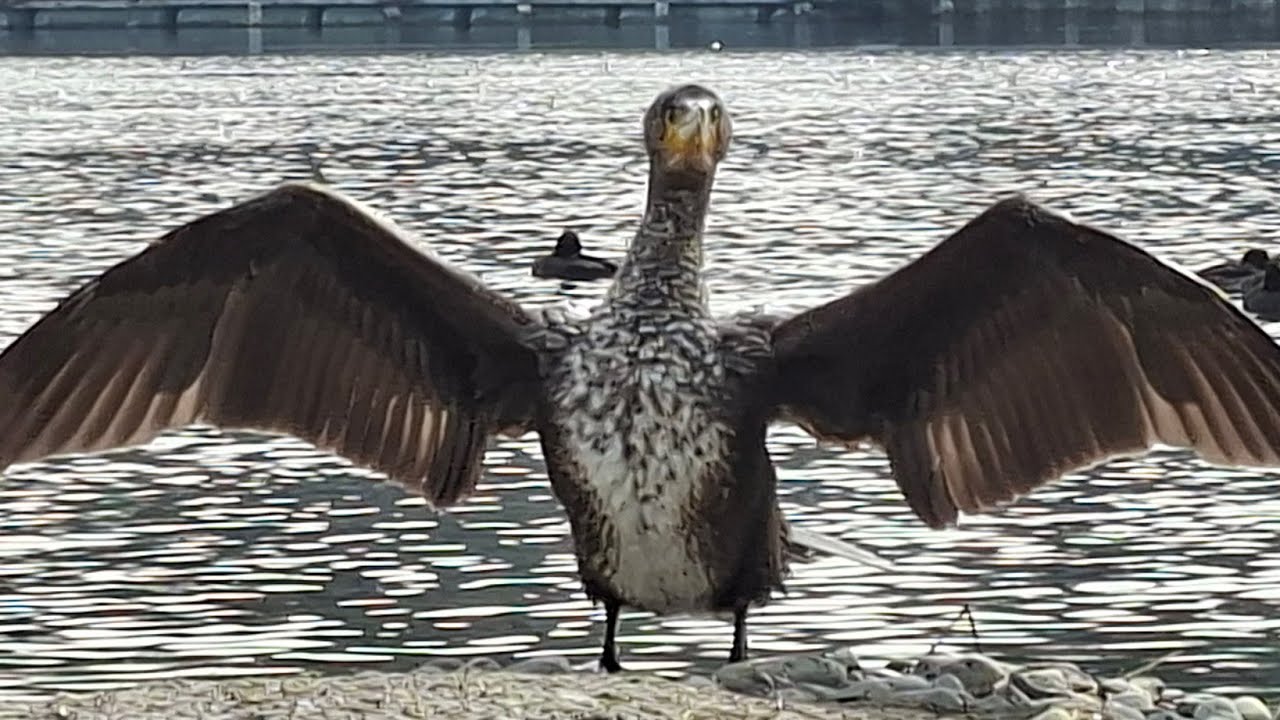 Anmut am Ufer: Kormoran trocknet seine Flügel, Schwäne gleiten vorbei...(cormorant dries its wings)