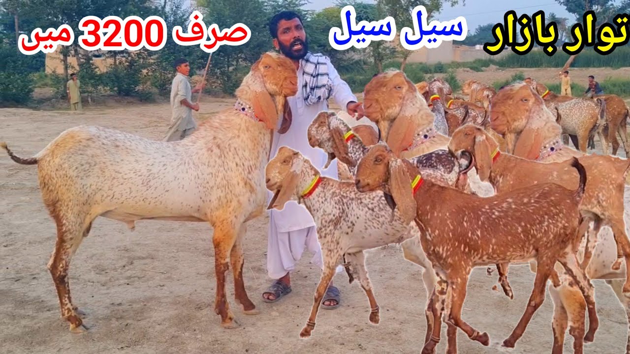 25 January 2026اتوار بازار پیور مکھی چینی کھٹے کلر کی سستی بکریاں سیل سیل صرف 16 ہزار میں 