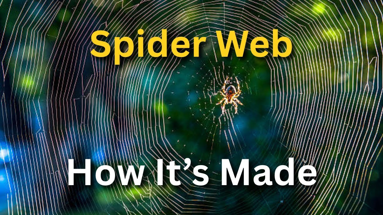 How Do Spiders Build Perfect Webs Without Any Tools?