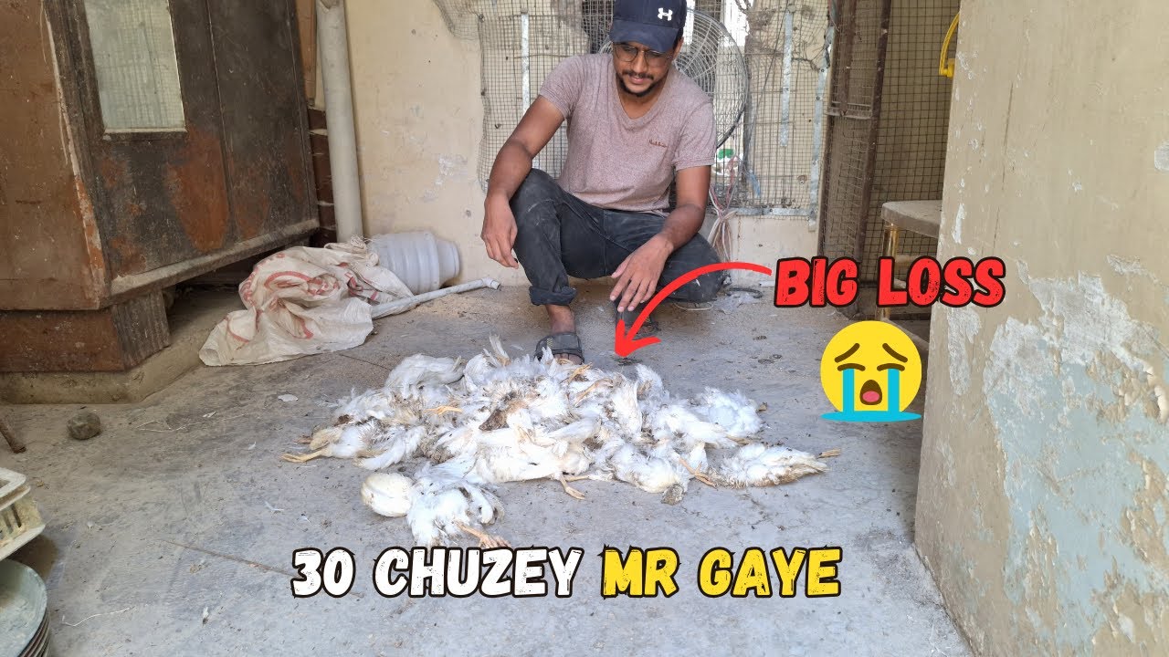 Itney Sarey Chuzey Kesy Mar gaye | Big Loss | Small Scale Poultry Farming at Home