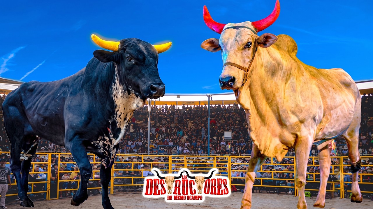¡¡DESPUES DE 12 AÑOS REGRESARON LOS TOROS DESTRUCTORES DE MEMO OCAMPO!! HUANDACAREO MICHOACAN 2026