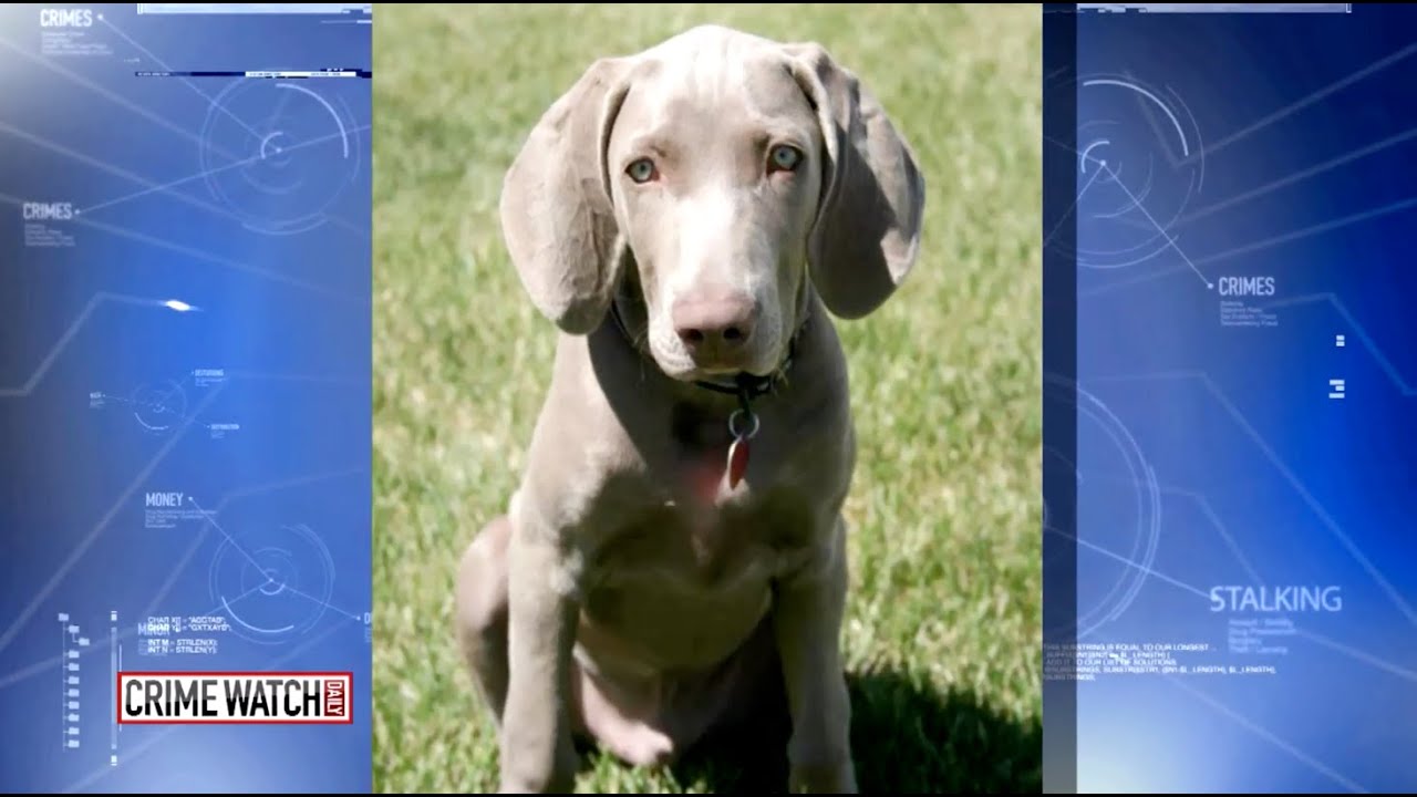 Crime Watch Daily: Police Officer Fatally Shoots Dog; Owner Seeks $1.5M