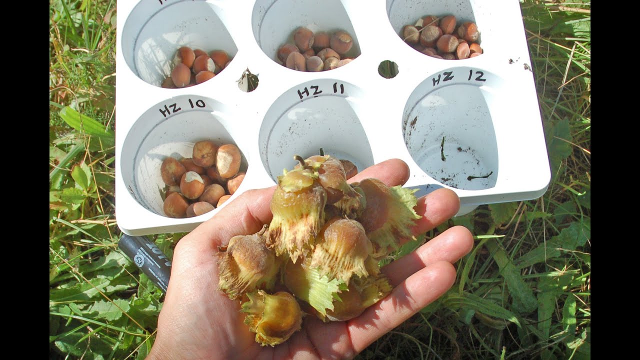 American Hazelnuts: My Only Reliable Crop?