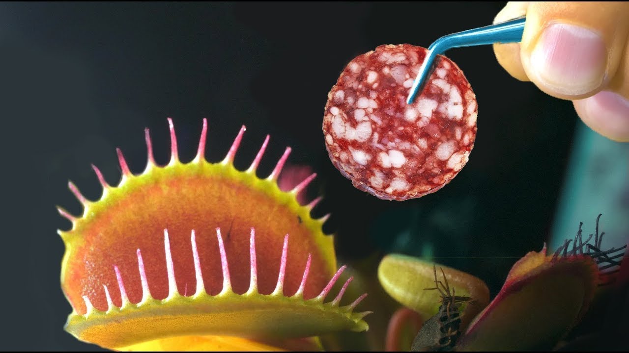 ET SI ON DONNAIT DE LA SAUSSICE A UNE PLANTE CARNIVORE