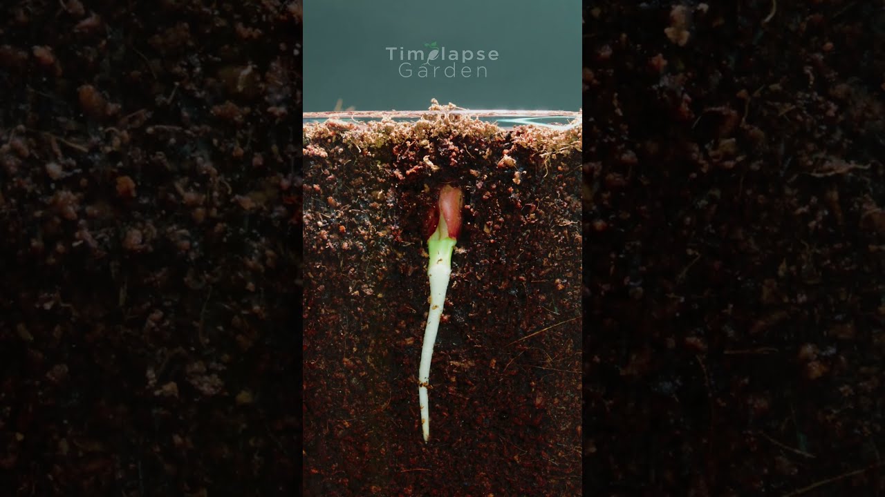 Sprouting Peanut Time-lapse #garden #plantdevelopment #plants