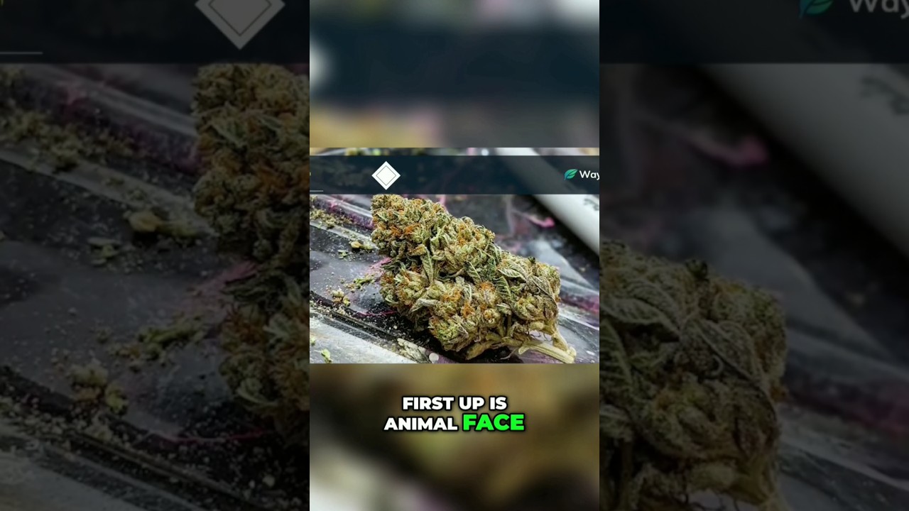 Animal Face: Award-Winning Heavy-Hitting Sativa! | @WorldWeedWonders